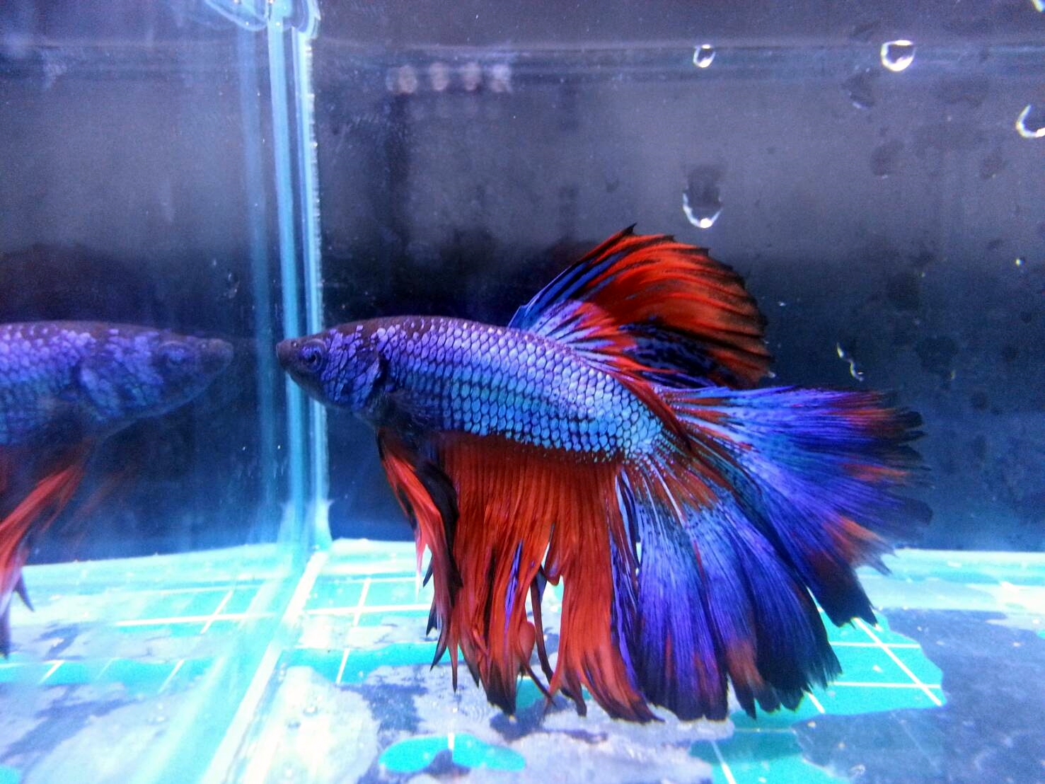 0f_Acx2O5JZ 展示級鬥魚-半月