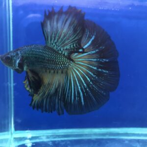 展示級鬥魚-半月