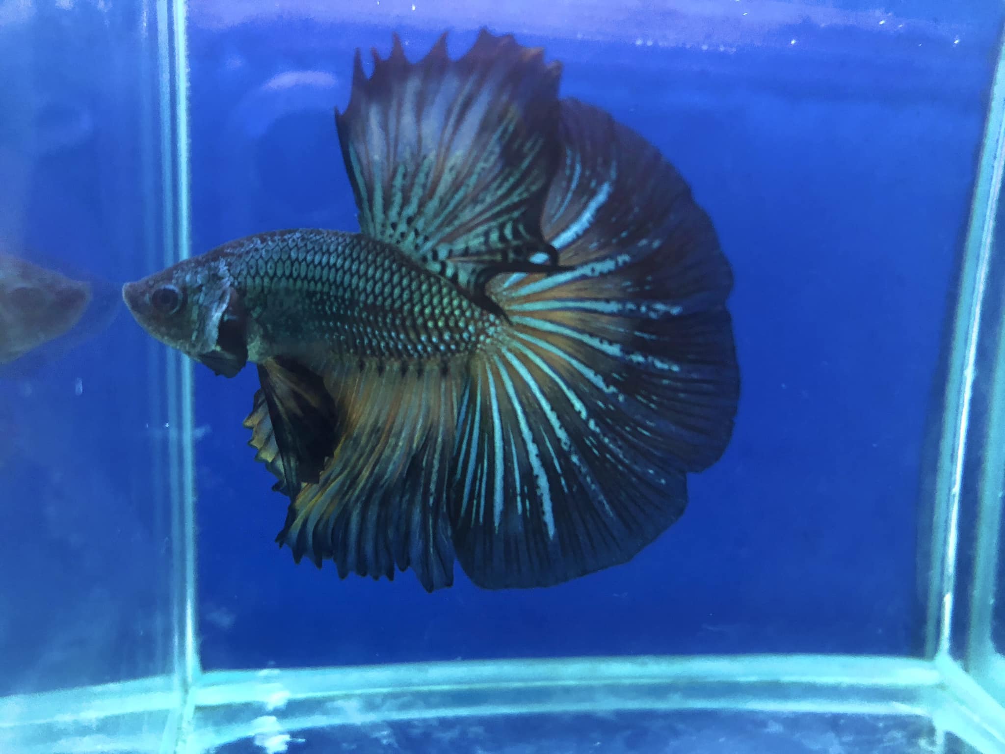 397230565_749162983894537_3867426341499746296_n 展示級鬥魚-半月