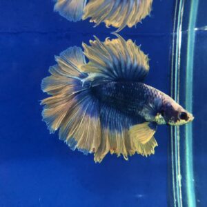 展示級鬥魚-半月