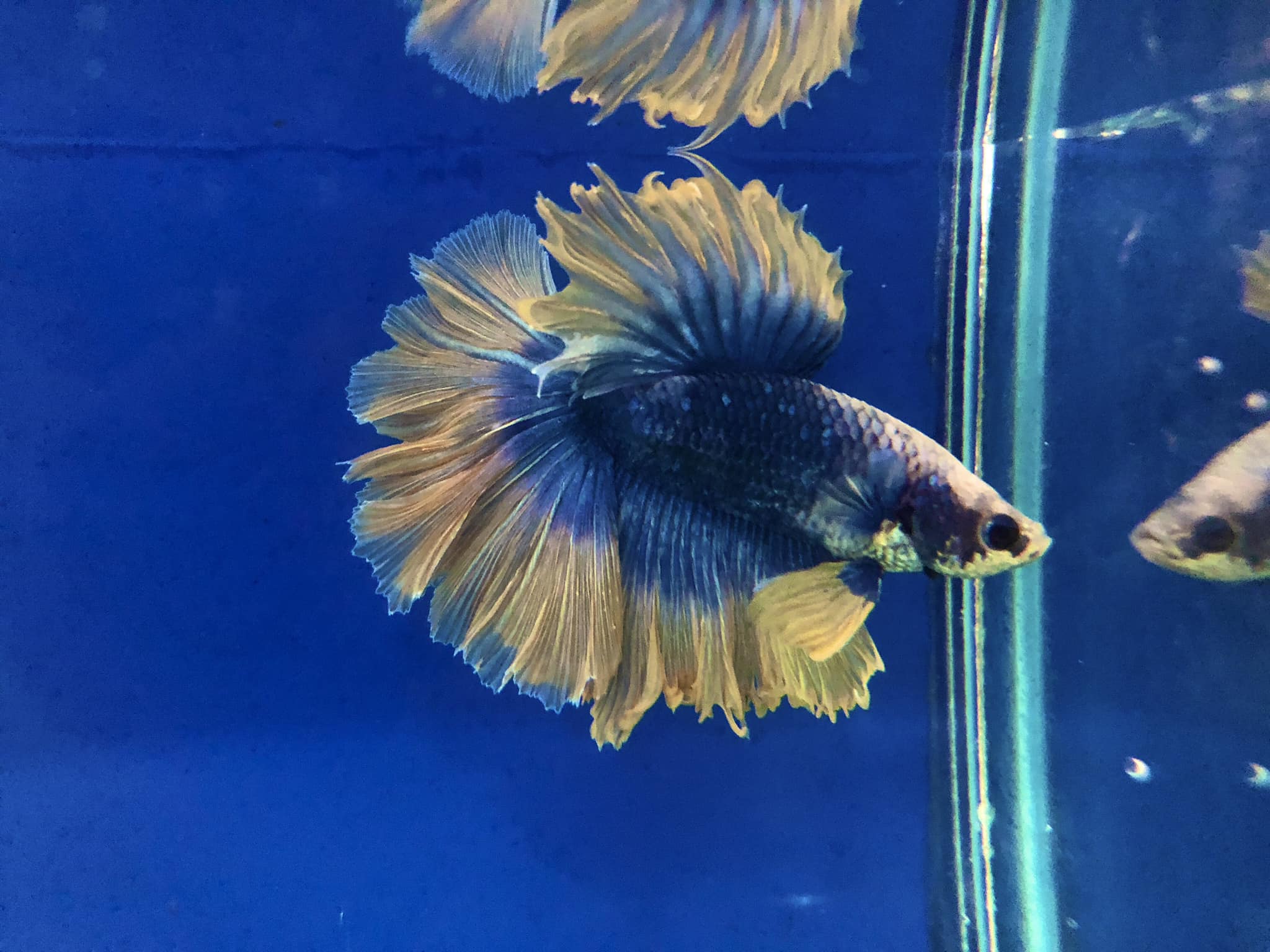 398347737_749158010561701_7264909238659776681_n 展示級鬥魚-半月