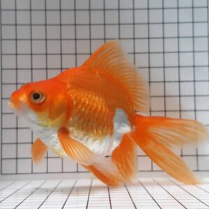 琉金金魚