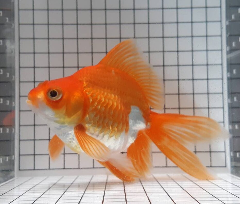 40773092_1956986797691353_104573163643338752_n 琉金金魚