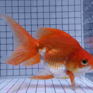 琉金金魚