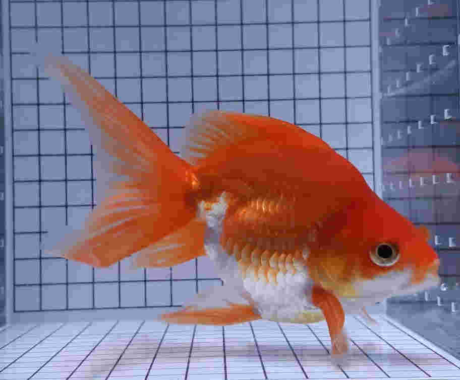41045745_1956986784358021_640486950771359744_n 琉金金魚