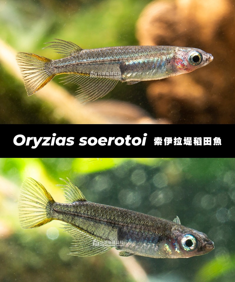 黑索伊拉堤稻田魚
