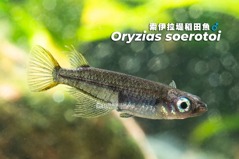 黑索伊拉堤稻田魚