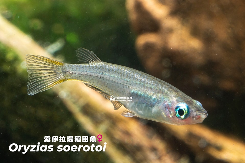 黑索伊拉堤稻田魚