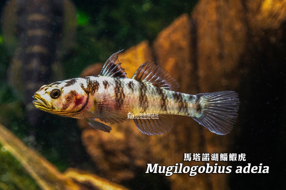 馬塔諾湖鯔鰕虎