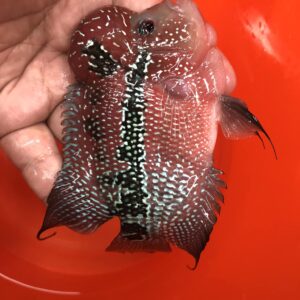 爆頭羅漢