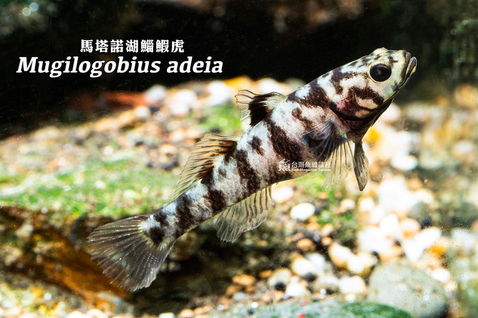 馬塔諾湖鯔鰕虎