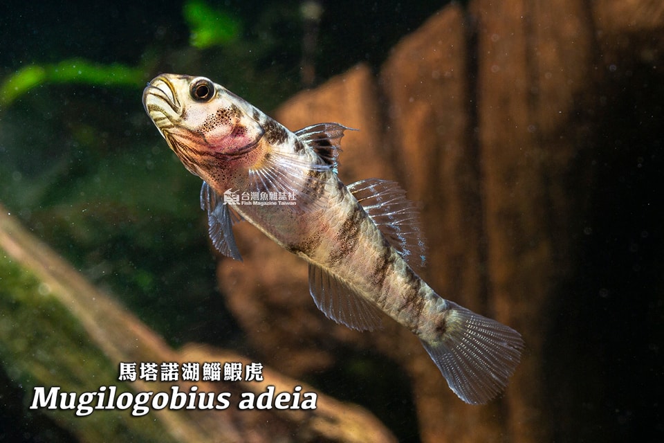 馬塔諾湖鯔鰕虎