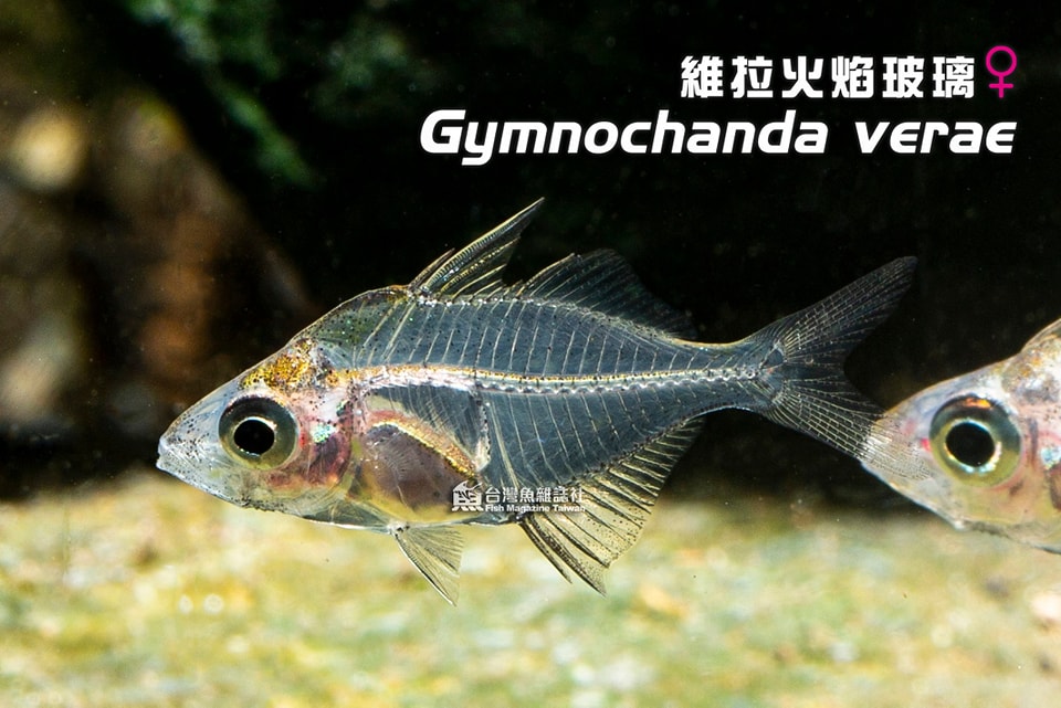 維拉火焰玻璃