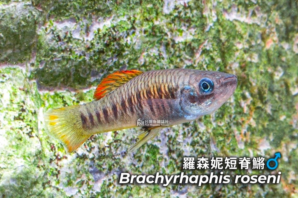 羅森妮短脊鱂
