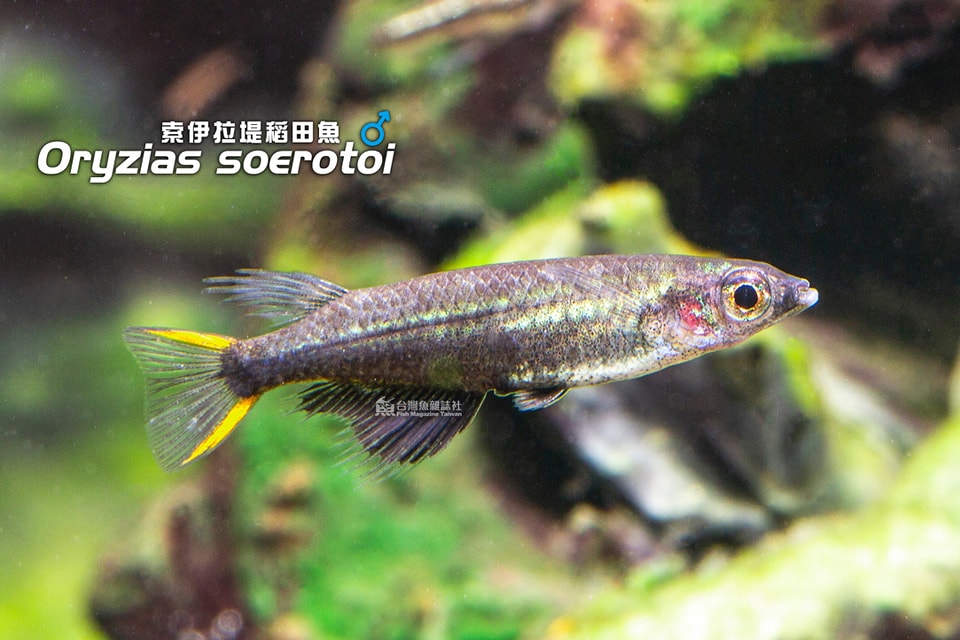 黑索伊拉堤稻田魚