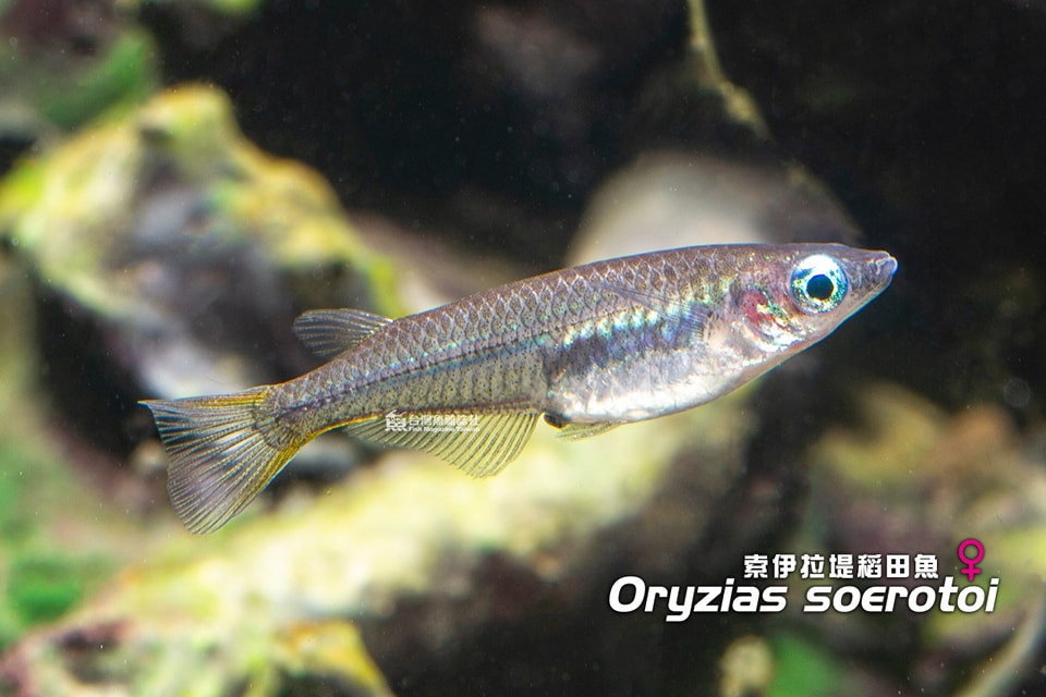 黑索伊拉堤稻田魚