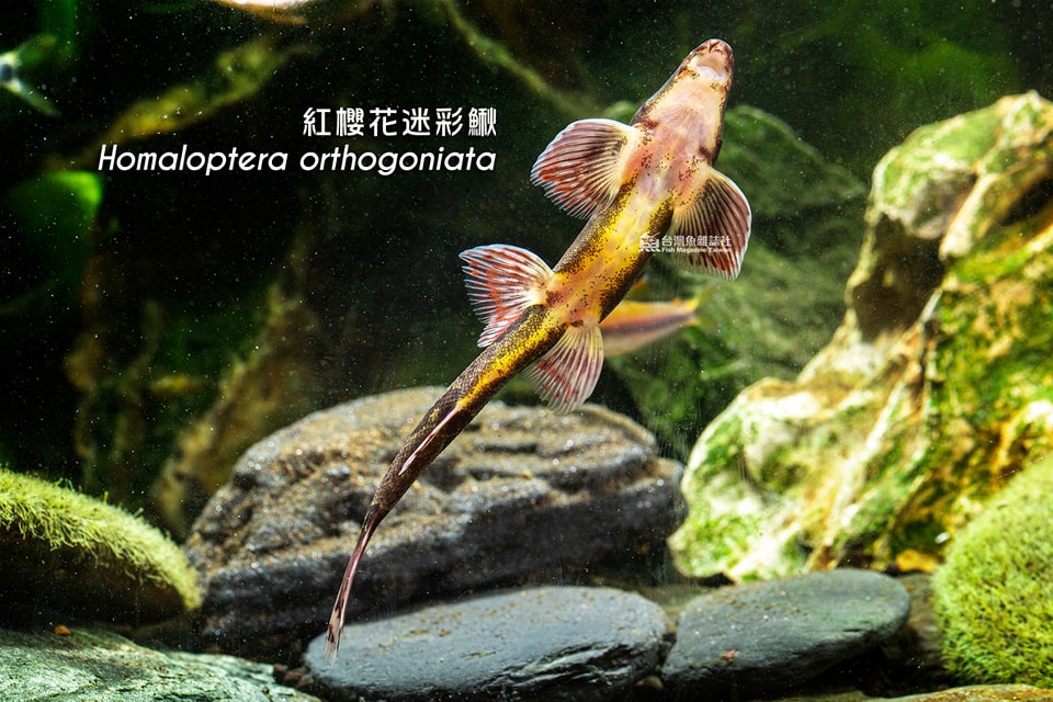 紅櫻花迷彩鰍