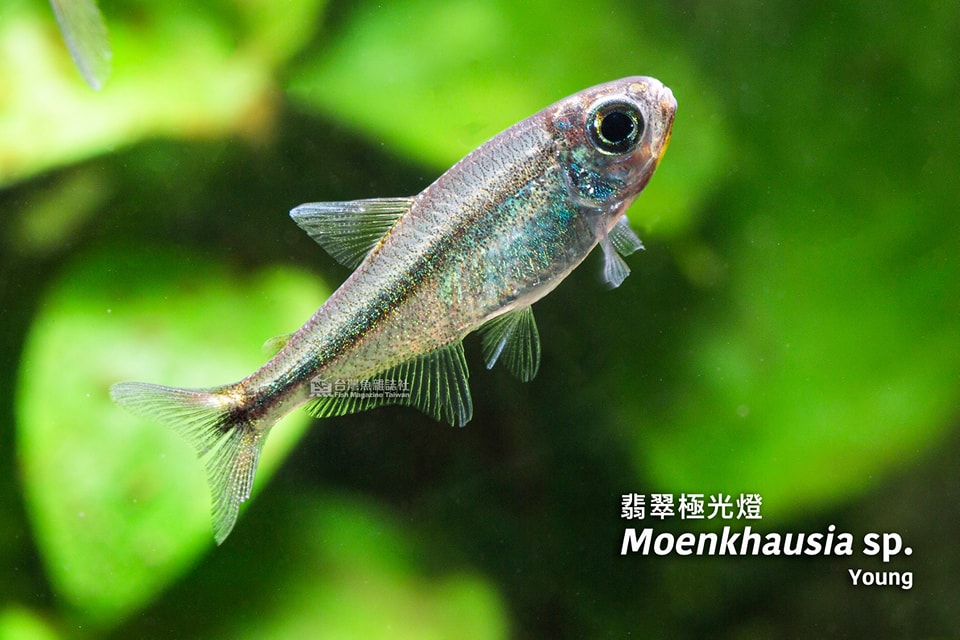 翡翠極光燈