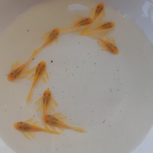 藍眼大帆