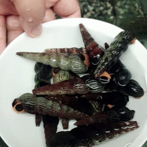 蘇拉威西 橙兔螺