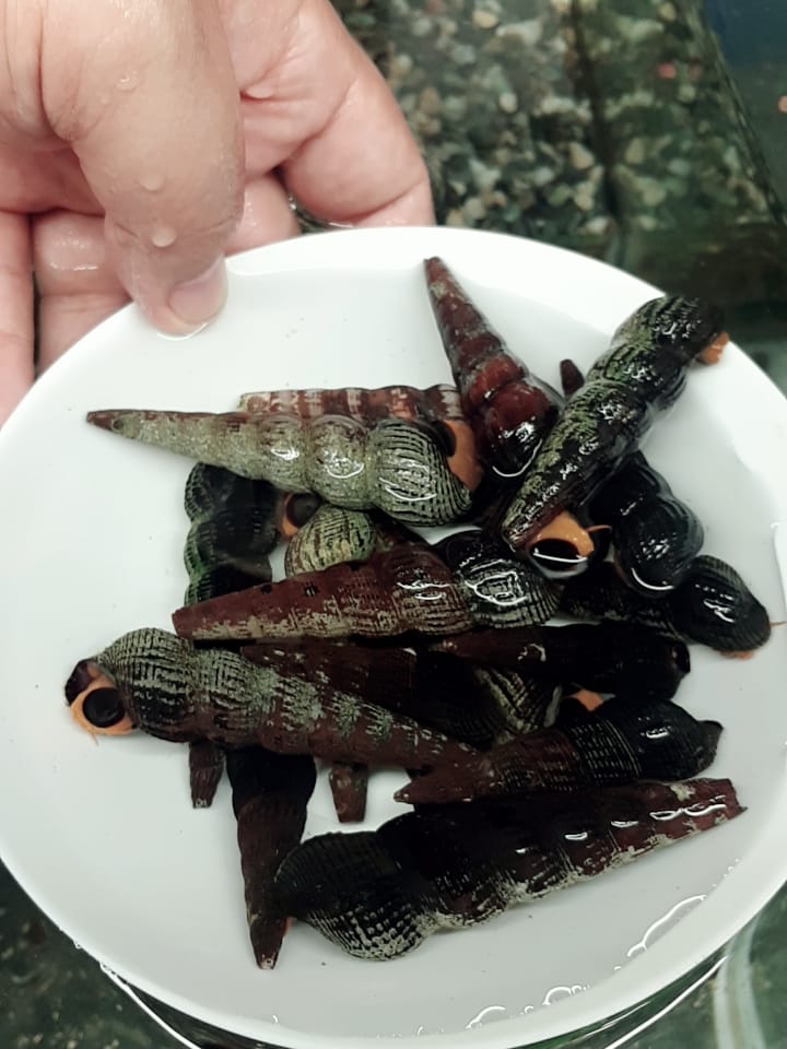 95988766_3151529418237079_7813357372233476689_n 蘇拉威西 橙兔螺