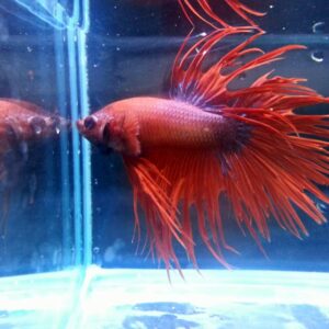 展示級鬥魚-冠尾