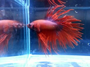 AlHBQD3O5JZ 展示級鬥魚-冠尾