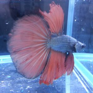展示級鬥魚-半月