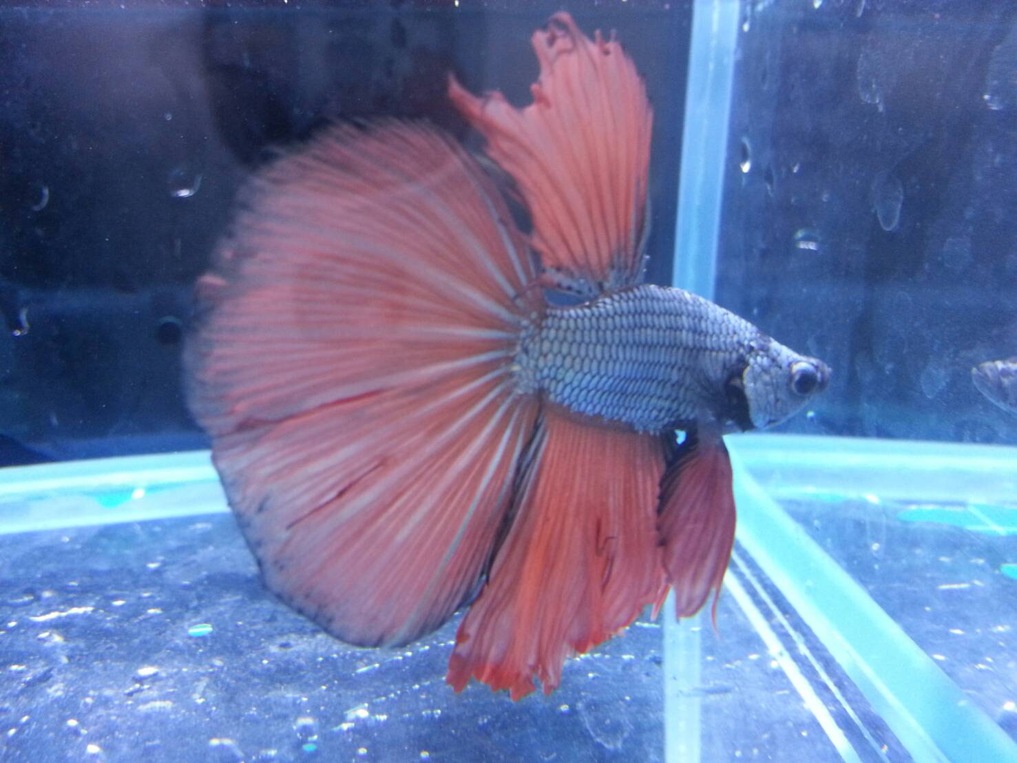 Au9Acx2O5JZ 展示級鬥魚-半月