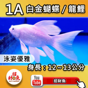 【招財魚】白金蝴蝶龍鯉 1A