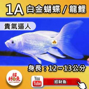 【招財魚】白金蝴蝶龍鯉 1A