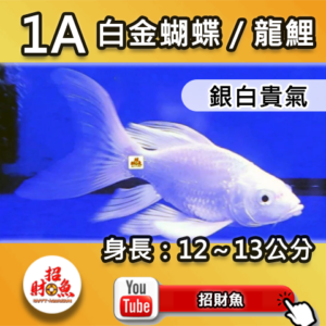 【招財魚】白金蝴蝶龍鯉 1A