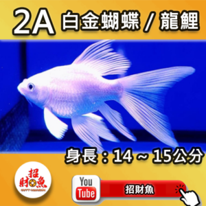 【招財魚】白金蝴蝶龍鯉 2A