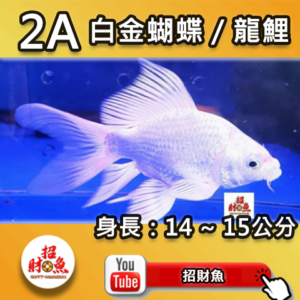 【招財魚】白金蝴蝶龍鯉 2A