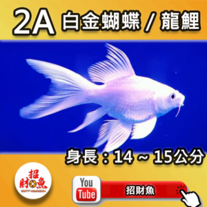 【招財魚】白金蝴蝶龍鯉 2A