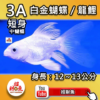 【招財魚】白金蝴蝶龍鯉 3A