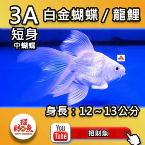 【招財魚】白金蝴蝶龍鯉 3A