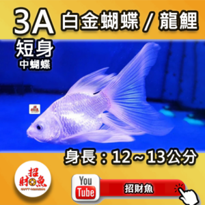 【招財魚】白金蝴蝶龍鯉 3A
