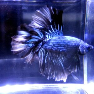 展示級鬥魚-半月