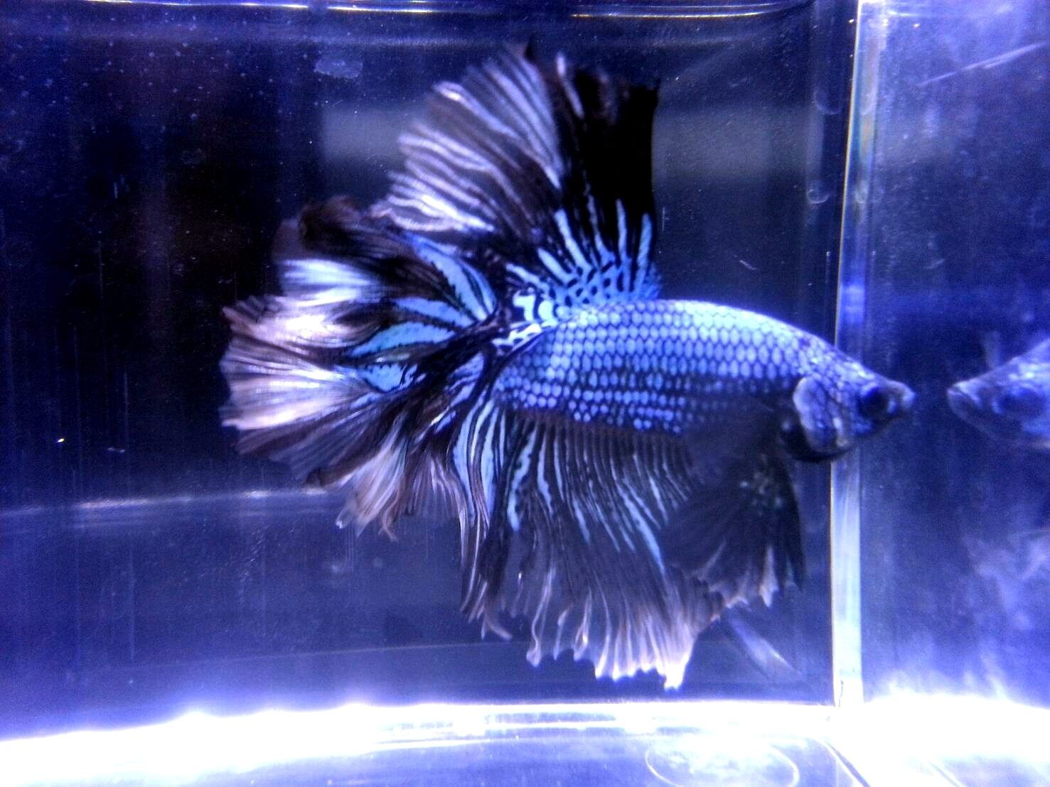 MtABcR2O5JZ 展示級鬥魚-半月