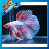 【成崧水族】粉紅彩衣展示級大象耳鬥魚 粉紅彩衣大象耳展示級 大象耳半月鬥魚 大象耳半月 鬥魚