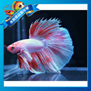 【成崧水族】粉紅彩衣展示級大象耳鬥魚 粉紅彩衣大象耳展示級 大象耳半月鬥魚 大象耳半月 鬥魚