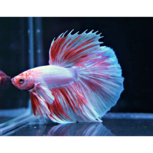 【成崧水族】粉紅彩衣展示級大象耳鬥魚 粉紅彩衣大象耳展示級 大象耳半月鬥魚 大象耳半月 鬥魚