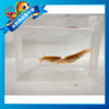 楊貴妃稻田魚