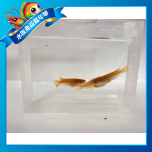 楊貴妃稻田魚