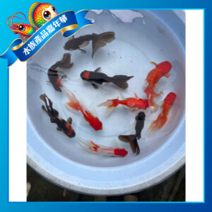 泰獅金魚