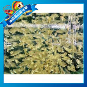 檸檬燈魚
