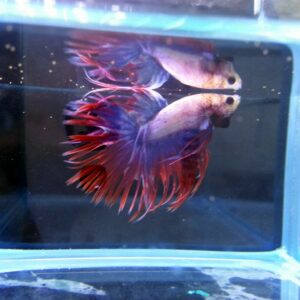展示級鬥魚-冠尾