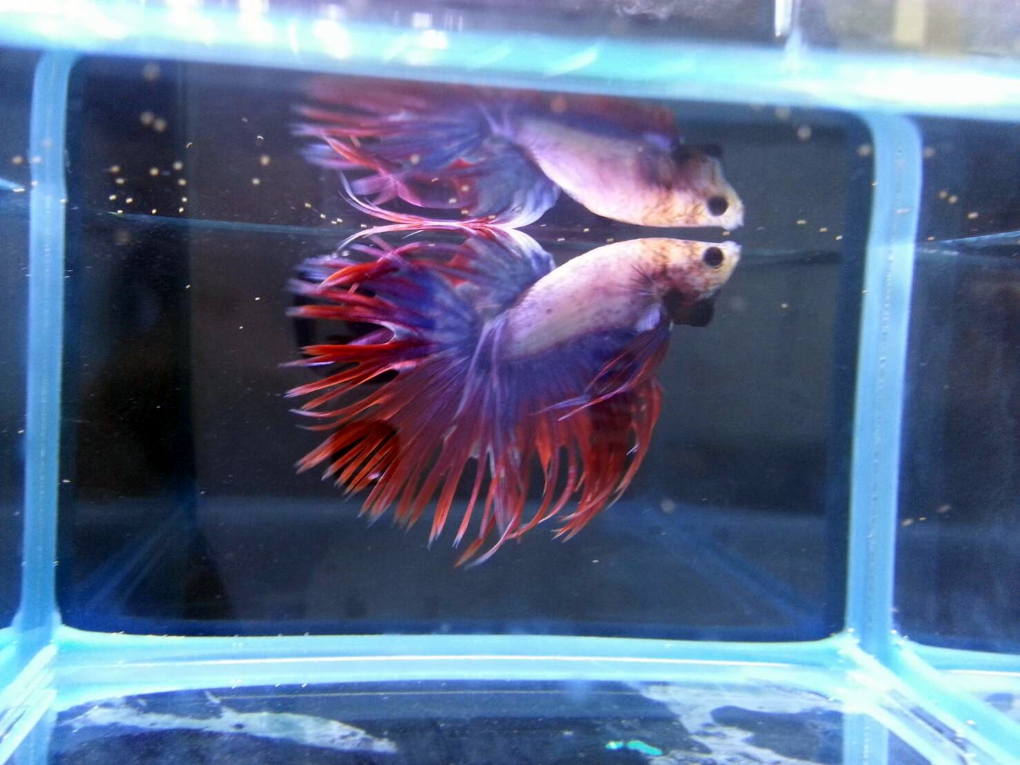 Q5EBQj2O5JZ 展示級鬥魚-冠尾