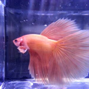 展示級鬥魚-半月